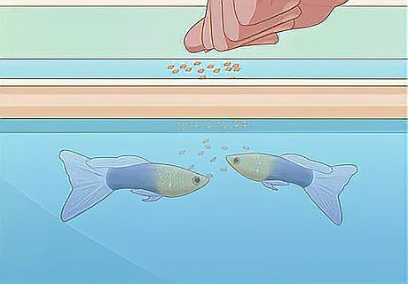 孔雀魚夜間需要喂食嗎？，孔雀魚多久喂一次飼料合適