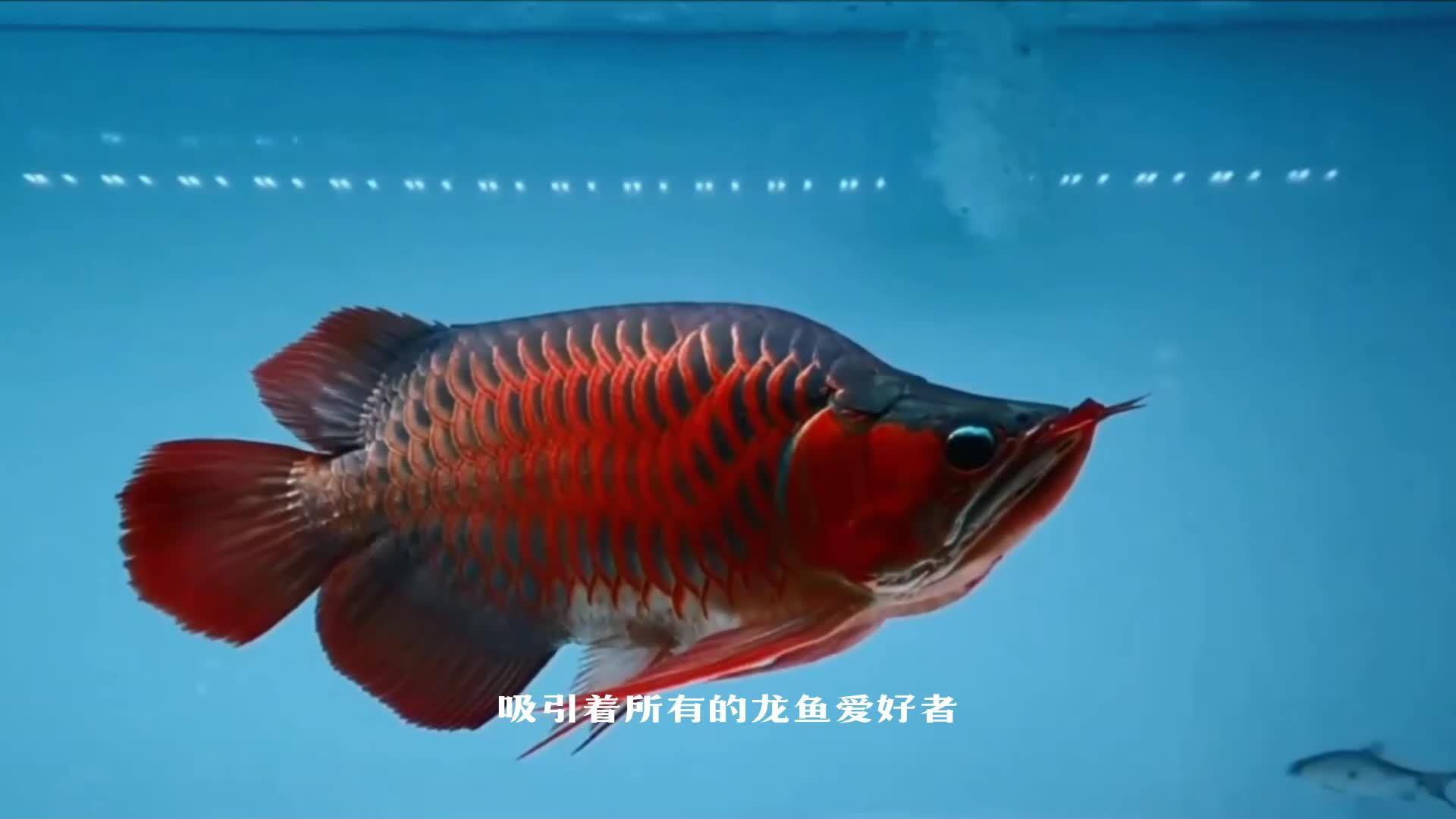 如何區(qū)分不同品種的龍魚？，你是不是不會鑒別龍魚品種