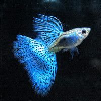 長治魚缸維護，《長治魚缸維護》在長治地區，專業的魚缸維護至關重要 長治魚缸維護，《長治魚缸維護》在長治地區，專業的魚缸維護至關重要 全國水族館企業名錄 第18張