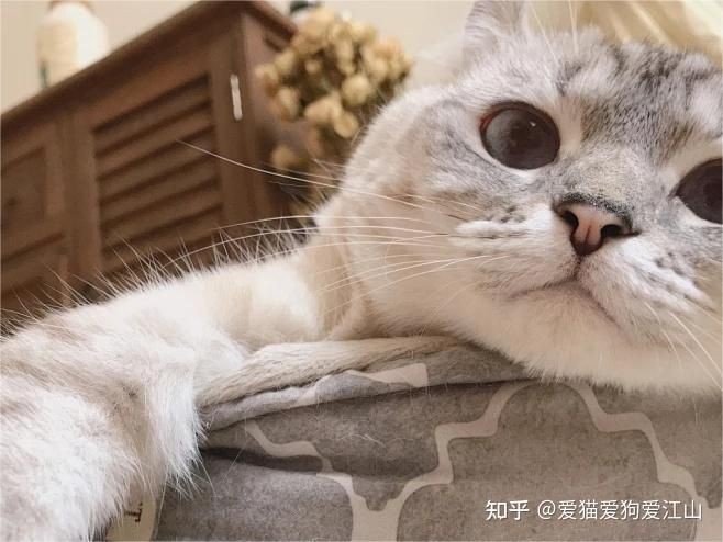 貓吃金魚會中毒嗎，貓吃金魚有危害嗎？