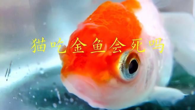貓吃金魚會中毒嗎，貓吃金魚有危害嗎？