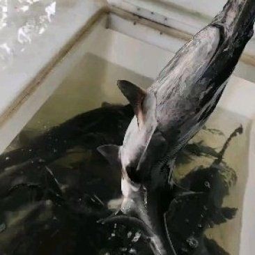 廣東鴨嘴魚多少錢一斤，2018年8月廣東鴨嘴魚價(jià)格行情分析