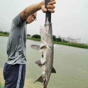 廣東鴨嘴魚多少錢一斤，2018年8月廣東鴨嘴魚價(jià)格行情分析