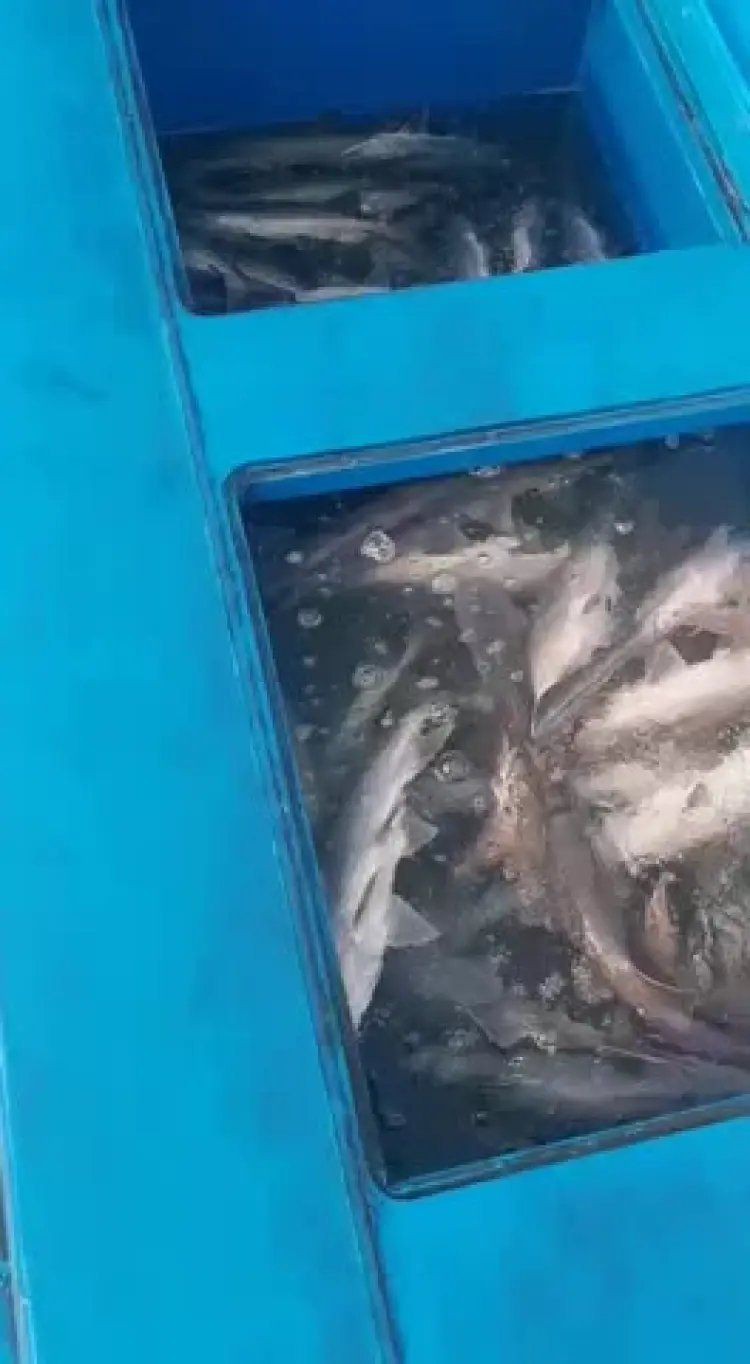 廣東鴨嘴魚多少錢一斤，2018年8月廣東鴨嘴魚價格行情分析