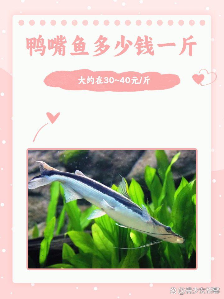 廣東鴨嘴魚多少錢一斤，2018年8月廣東鴨嘴魚價格行情分析