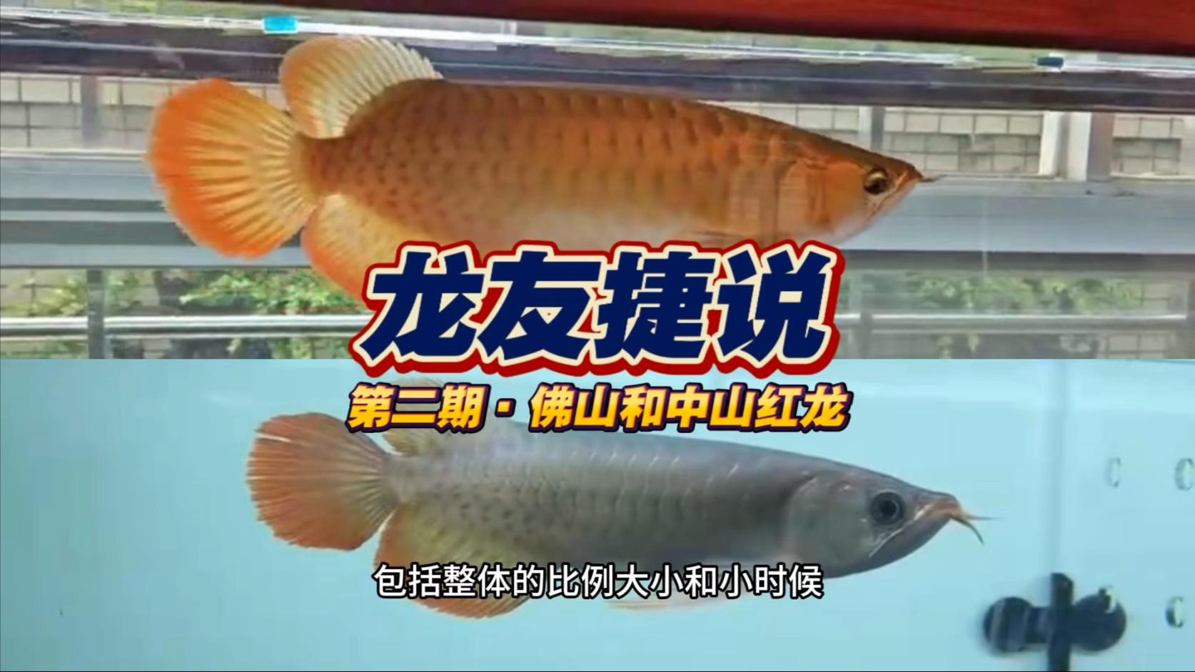 如何判斷紅龍魚(yú)苗是否發(fā)色？，嗶哩嗶哩嗶哩紅龍魚(yú)苗發(fā)色過(guò)程第二期《龍友捷說(shuō)》