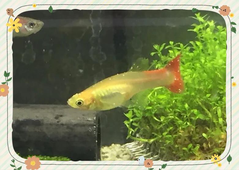 如何預(yù)防紅眼白子招財龍的白點病？，小毅說魚，新手養(yǎng)魚必看:白點病防治全攻略