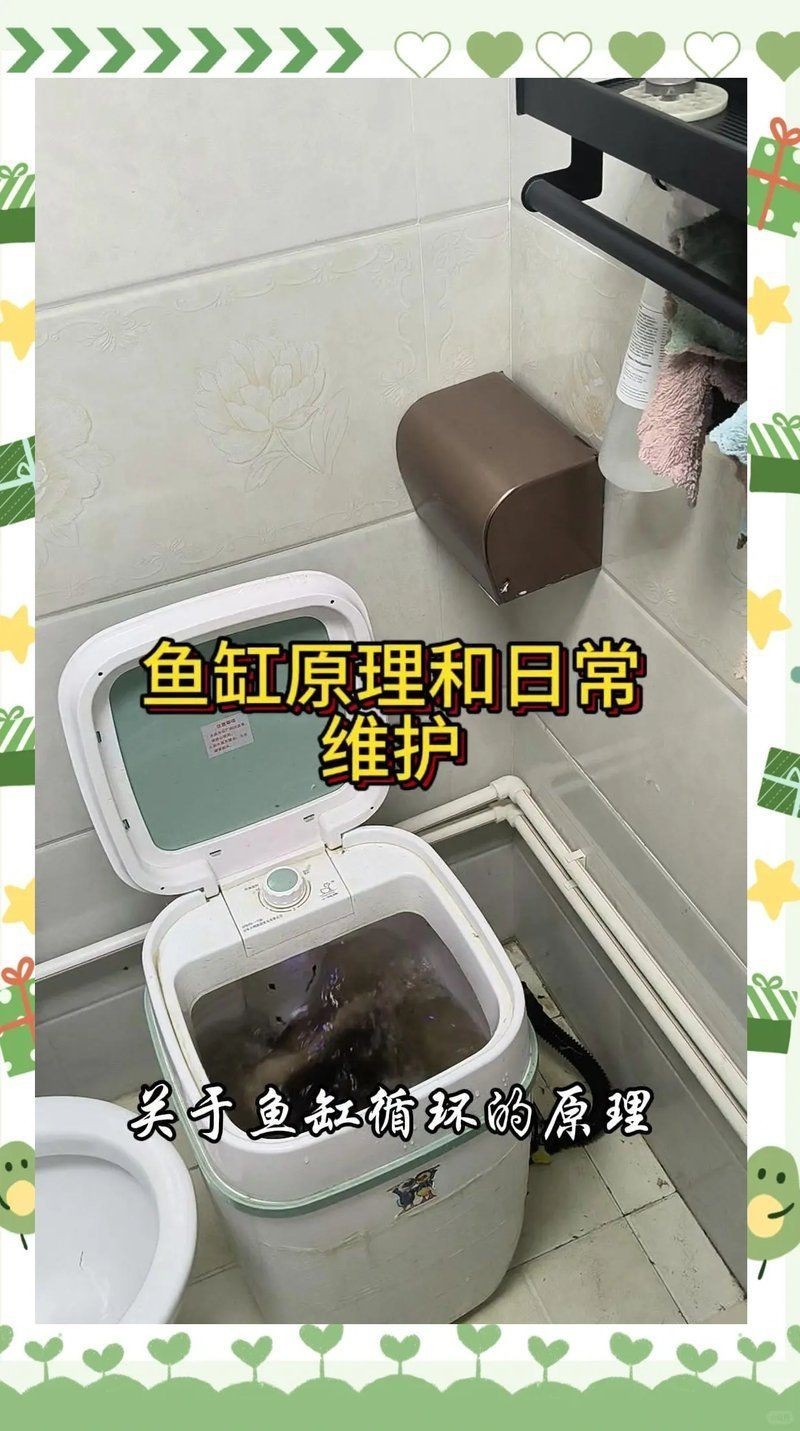 陽泉魚缸維護，陽泉地區的魚缸維護全攻略，陽泉魚缸科學維護全攻略