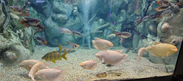 廣州水族館，廣州水族館是一座集觀賞為何精神病院的特色場館進行輔助