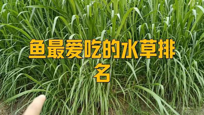 如何選擇適合龍魚缸的水草，如何為龍魚缸選擇合適的水草？