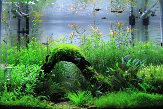如何選擇適合龍魚缸的水草，如何為龍魚缸選擇合適的水草？