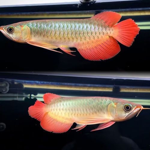 紅龍魚幼苗圖片，如何挑選紅龍魚