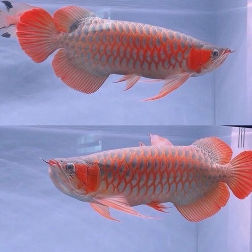 紅龍魚幼苗圖片，如何挑選紅龍魚