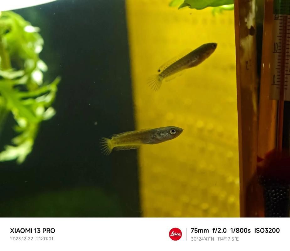紅龍魚幼苗圖片，如何挑選紅龍魚