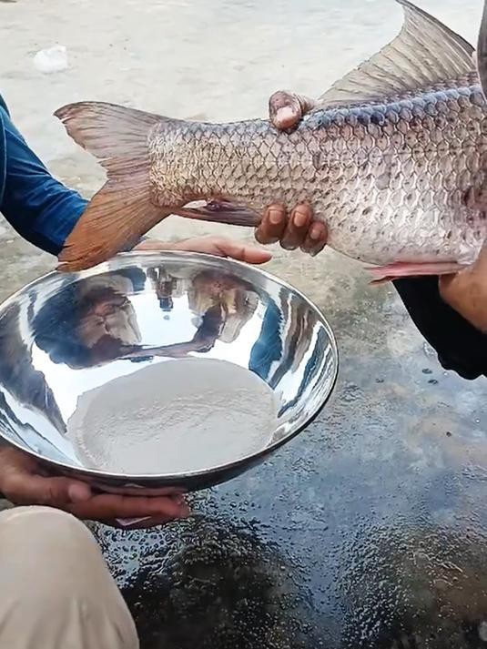 如何人工模擬金龍魚繁殖？，人工模擬金龍魚繁殖技巧:自然配對與人工培養全攻略