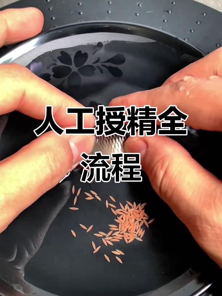 如何人工模擬金龍魚繁殖？，人工模擬金龍魚繁殖技巧:自然配對與人工培養全攻略