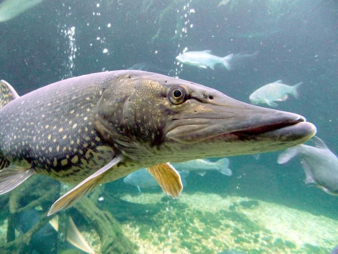 狗魚圖片，狗魚—肉食性魚類的精彩