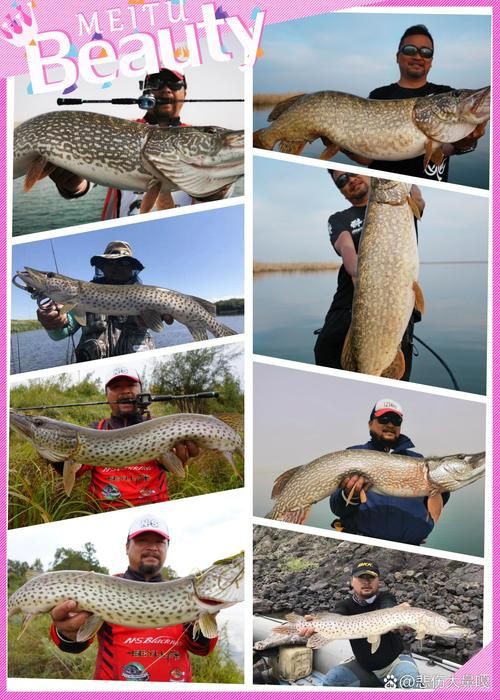 狗魚圖片，狗魚—肉食性魚類的精彩