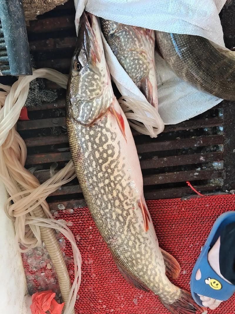 狗魚圖片，狗魚—肉食性魚類的精彩
