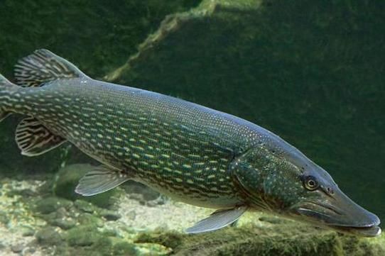 狗魚圖片，狗魚—肉食性魚類的精彩
