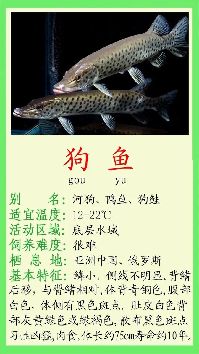 狗魚圖片，狗魚—肉食性魚類的精彩
