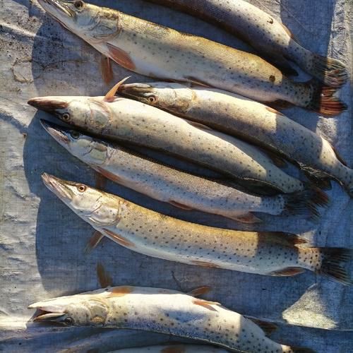 狗魚圖片，狗魚—肉食性魚類的精彩