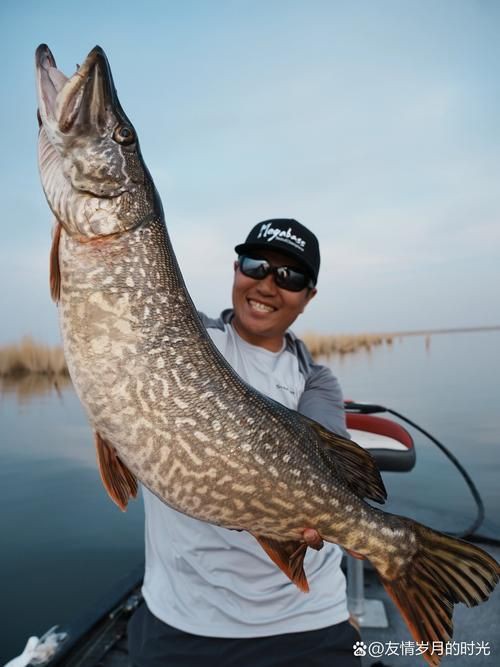 狗魚圖片，狗魚—肉食性魚類的精彩