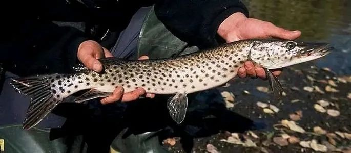 狗魚圖片，狗魚—肉食性魚類的精彩