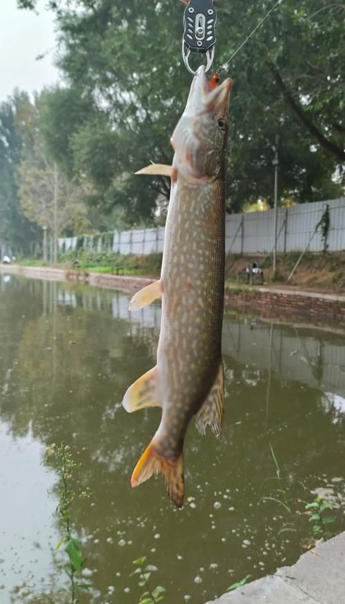 狗魚圖片，狗魚—肉食性魚類的精彩