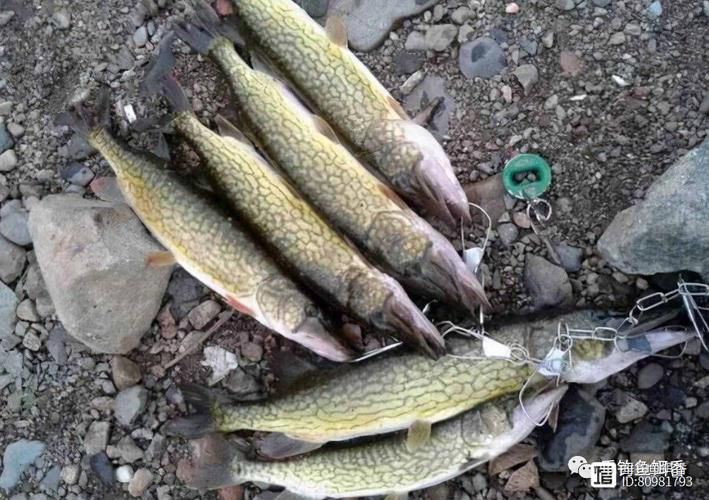 狗魚圖片，狗魚—肉食性魚類的精彩