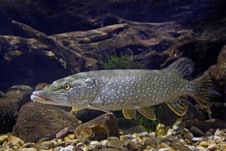 狗魚圖片，狗魚—肉食性魚類的精彩
