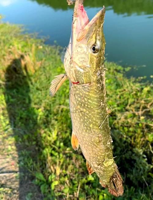 狗魚圖片，狗魚—肉食性魚類的精彩