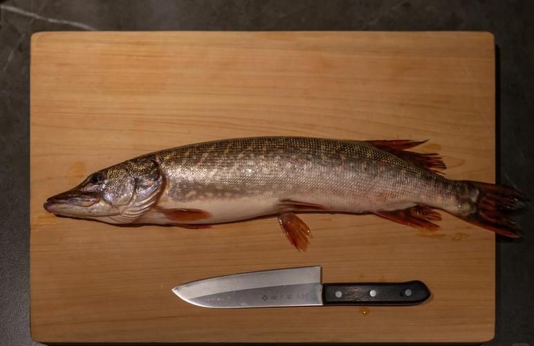 狗魚圖片，狗魚—肉食性魚類的精彩