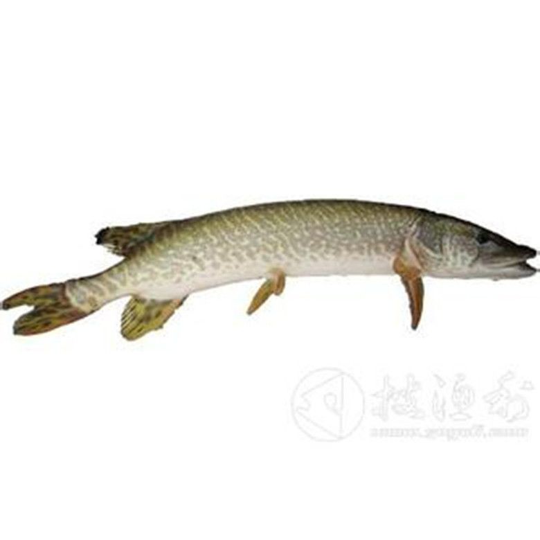 狗魚圖片，狗魚—肉食性魚類的精彩