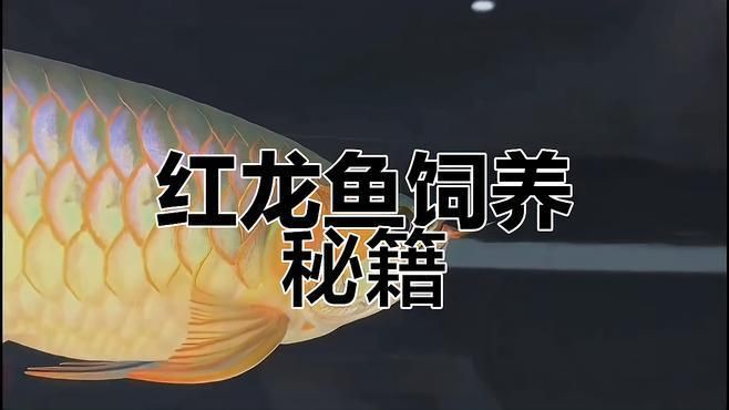 紅龍魚吃什么食物，紅龍魚喂什么最好輝熠solo紅龍魚喂食全攻略