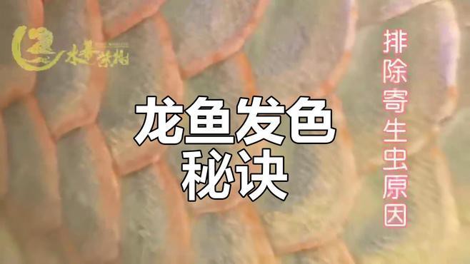如何判斷金龍魚是否缺乏營養？，判斷金龍魚是否缺乏營養需綜合觀察其生理表現與行為特征