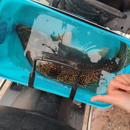 桂魚的市場價格是多少？，2025年8月2日全國主要批發市場桂魚價格行情