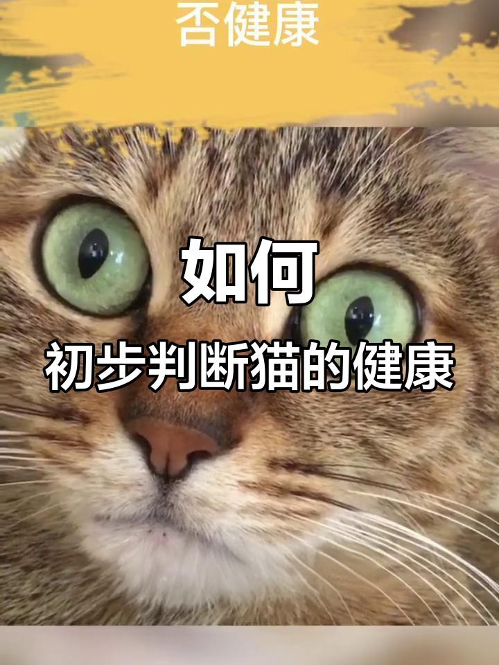 如何判斷龍須貓是否健康？，判斷龍須貓是否健康的綜合指南