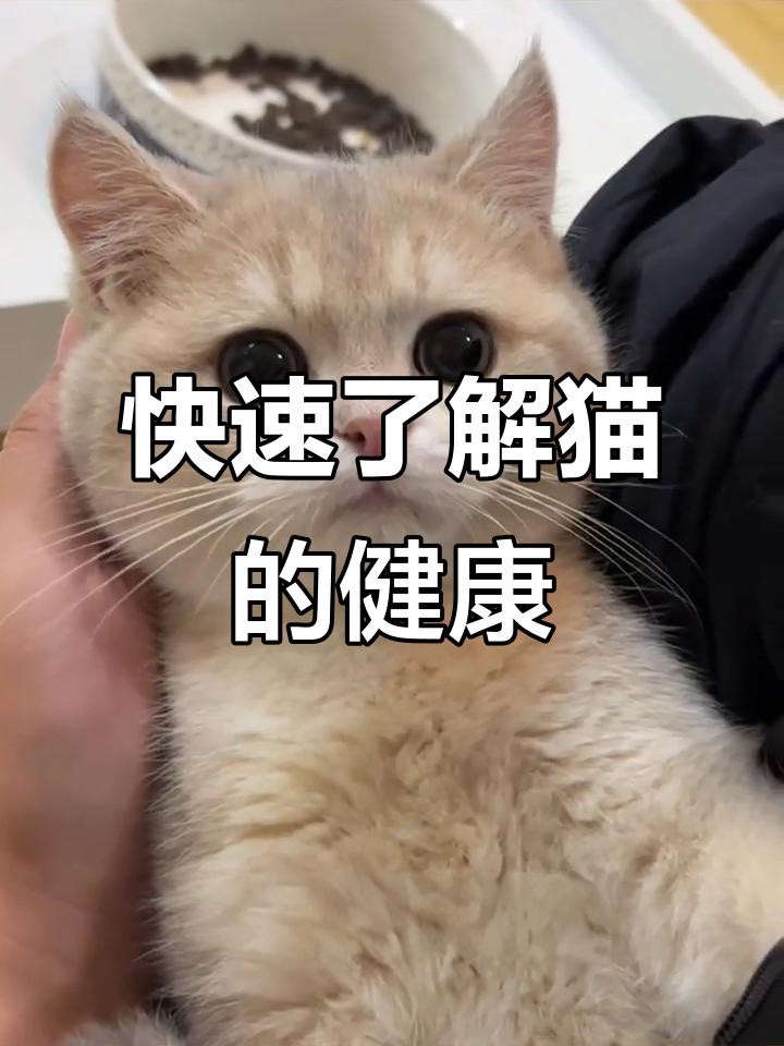 如何判斷龍須貓是否健康？，判斷龍須貓是否健康的綜合指南