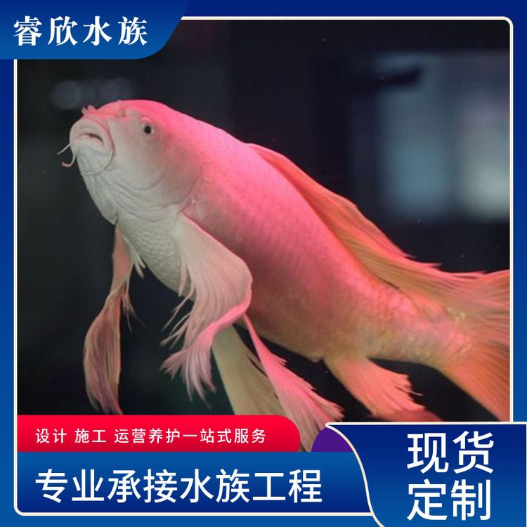 二手錦鯉轉讓，二手錦鯉轉讓市場觀察與交易市場觀察與交易指南