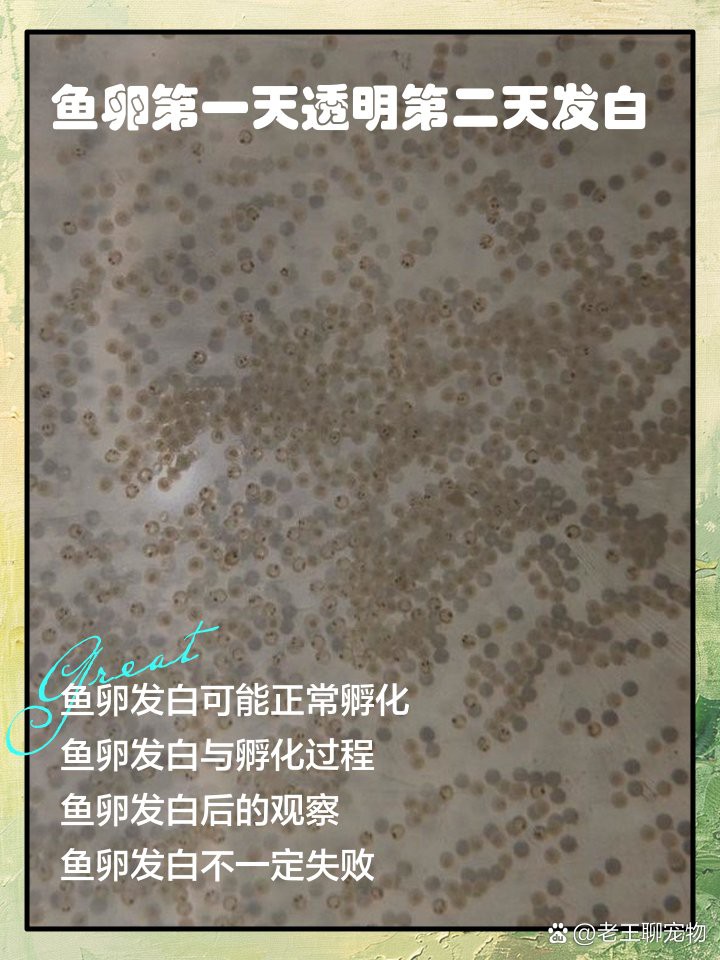 如何判斷金龍魚卵是否已經(jīng)孵化？，判斷金龍魚卵是否已孵化可通過以下方法判斷金龍魚卵是否受精