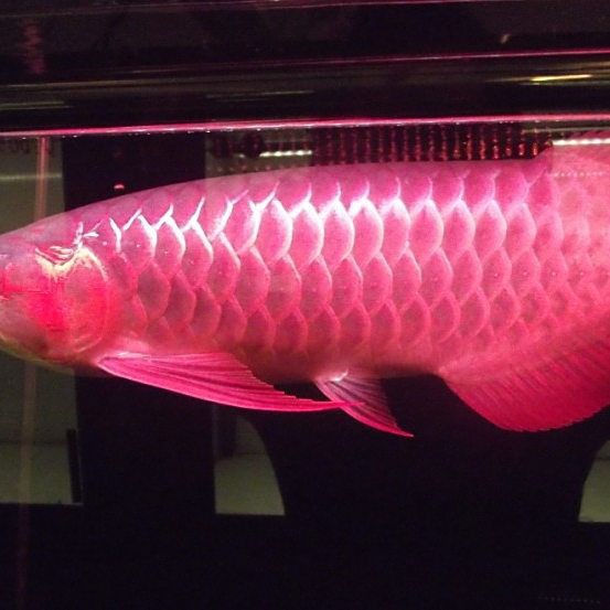 紅龍魚食用安全標準，波奇寵物網龍魚喂食技巧大揭秘紅龍魚喂食技巧大揭秘