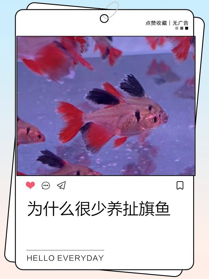 玫瑰扯旗魚兇嗎，《玫瑰扯旗魚兇嗎》玫瑰扯旗魚兇嗎玫瑰扯旗魚兇嗎