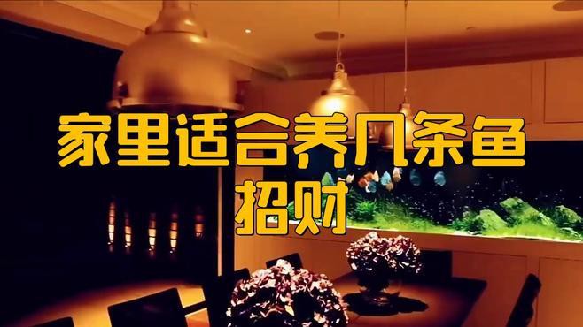 養龍魚養七條還是八條，八條龍魚養多少條吉利民間傳說守護者02:36養幾條