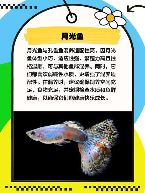 孔雀魚混養最佳搭配圖，孔雀魚可以和哪些觀賞魚混養