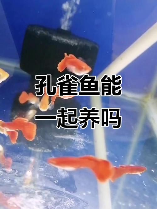 孔雀魚混養最佳搭配圖，孔雀魚可以和哪些觀賞魚混養