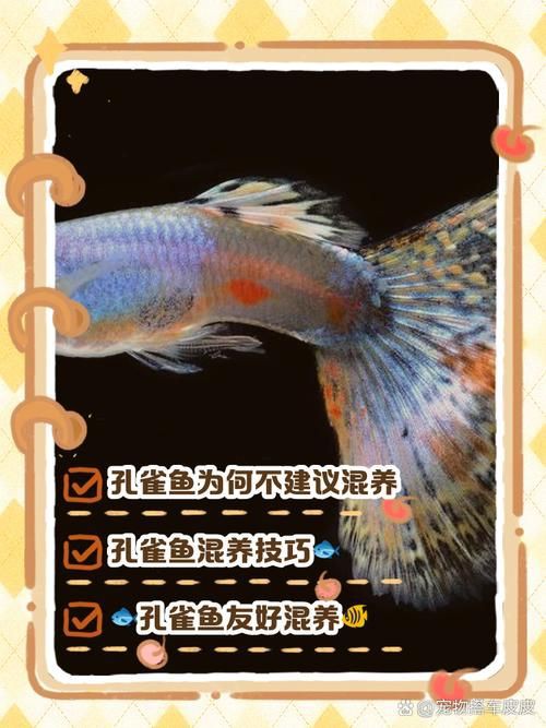孔雀魚混養最佳搭配圖，孔雀魚可以和哪些觀賞魚混養