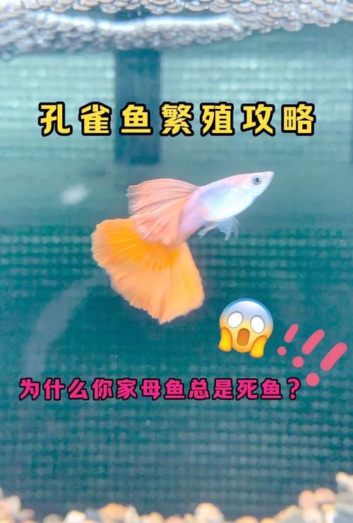 孔雀魚混養最佳搭配圖，孔雀魚可以和哪些觀賞魚混養