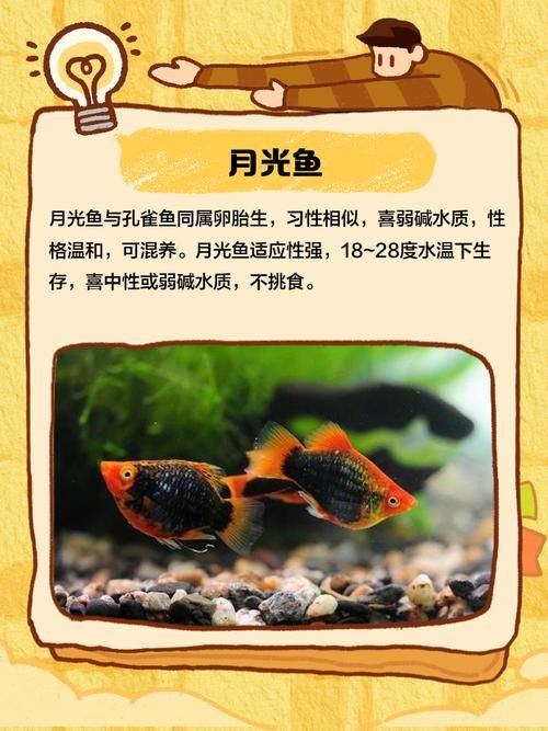 孔雀魚混養最佳搭配圖，孔雀魚可以和哪些觀賞魚混養