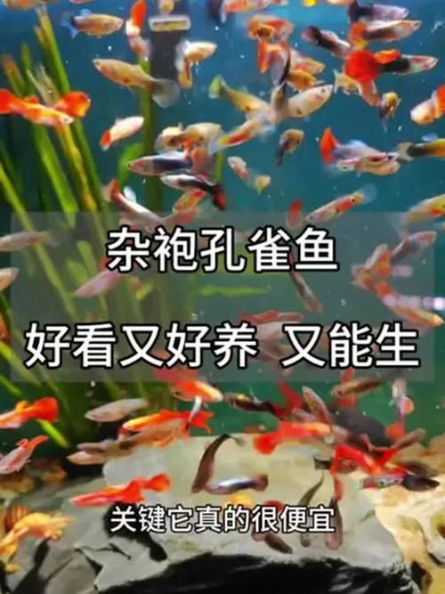 孔雀魚混養最佳搭配圖，孔雀魚可以和哪些觀賞魚混養